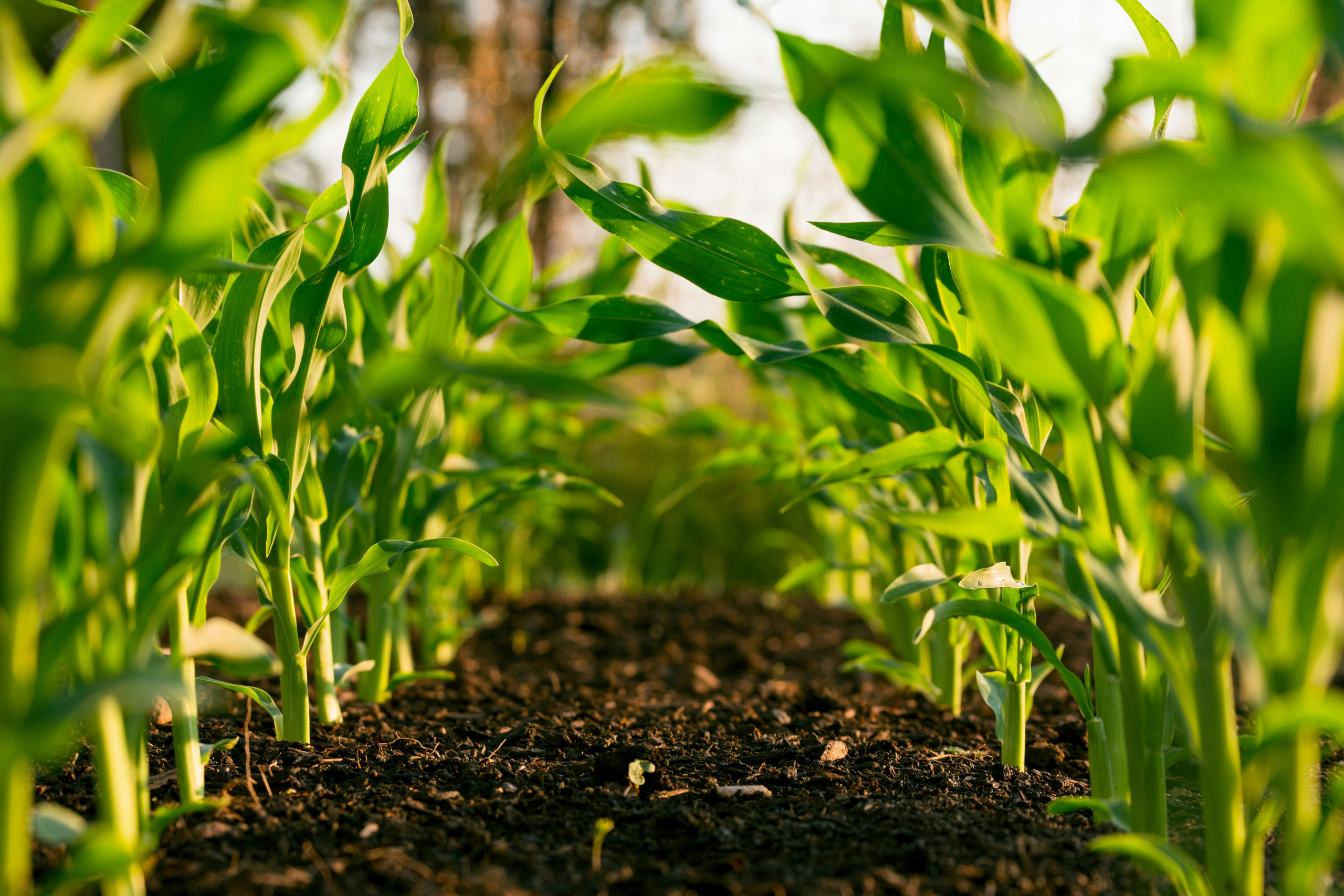 How tech offers support for agriculture